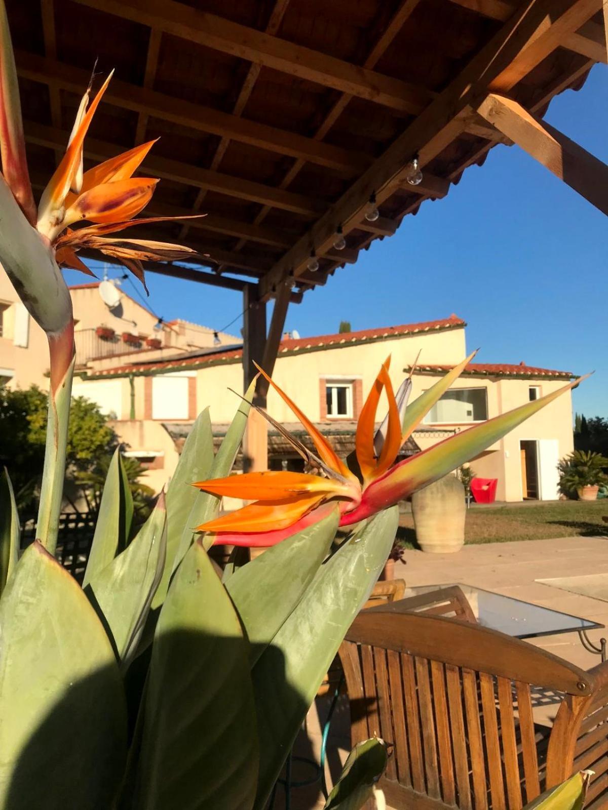 "Mas Tramontane "Chambres D'Hotes Et Studio Avec Piscine Dans Parc Arbore Ille-sur-Têt Exterior foto